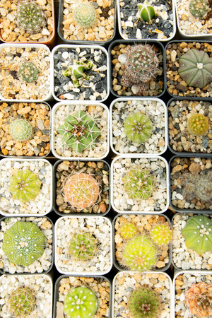 mixed Succulents or cactus background. Small Cactus in Pots to be Sold.の写真素材