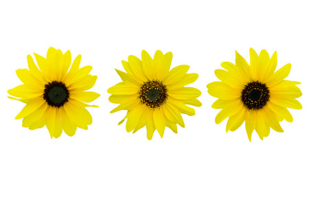 collection of Yellow sunflowers isolated on white background