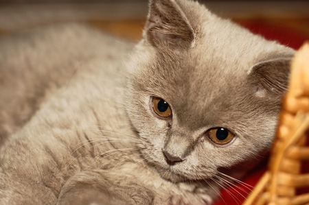 little british kittens cat sitting in basket. isolated on white backgroundの写真素材