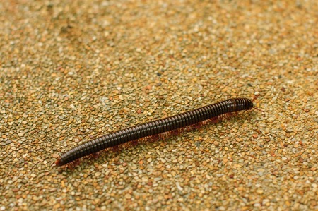 centipede on a concrete roadの写真素材
