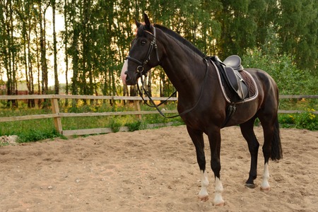 saddled horse stands on the sand in the paddock at sunset. Russiaの写真素材