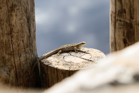 Small lizard posing on tree stump in Razan region , Russia.の写真素材