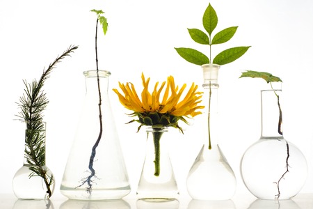 Five laboratory flasks with plants on white background. maple, sunflower, mountain ash,larch,...
