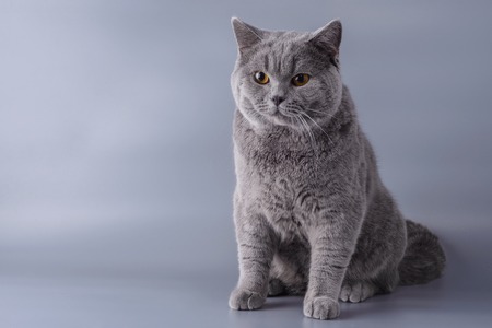 Beautiful young British cat on a gray background.の写真素材