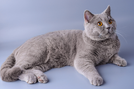 Very beautiful British cat lies on purple background . The concept of pets.の写真素材