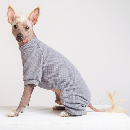Close up Portrait of a male Chinese Crested Dog in gray sweater on white backgroundの写真素材