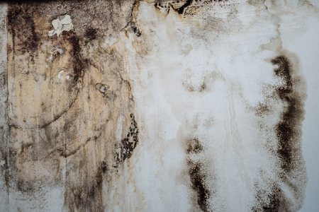 Closeup of a mold wall with fungus - Imageの写真素材