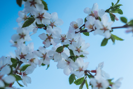 Sakura or cherry blossom flower full bloom in blue sky spring season. - Imageの写真素材