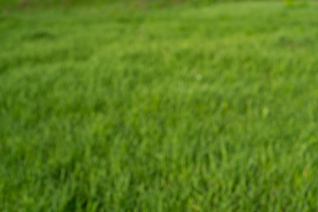 Blurred Green grass natural background texture, Lawn for the background - image