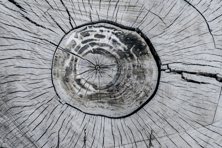 Abstract texture of tree stump, crack wood ancient - imageの写真素材