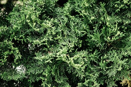 Green twigs of thuja. Beautiful natural background - imageの写真素材