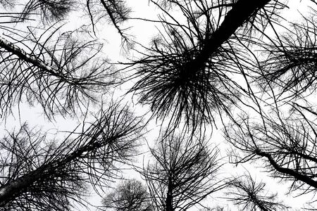 Tree crowns. Bottom View. Mystic dark trees seen from below - imageの写真素材
