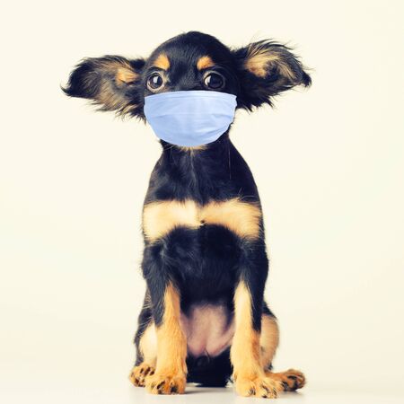 Funny young puppy of Russian toy terrier in mask on a white background. - imageの写真素材