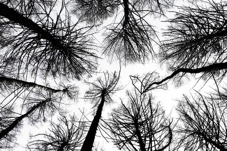 Tree crowns. Bottom View. Mystic dark trees seen from below - imageの写真素材