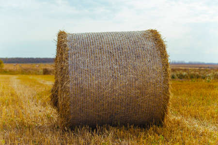 Bales of hay on a farm with summer blue sky background.