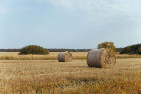 Bales of hay on a farm with summer blue sky background.