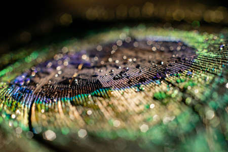 Water drop on peacock featherの写真素材