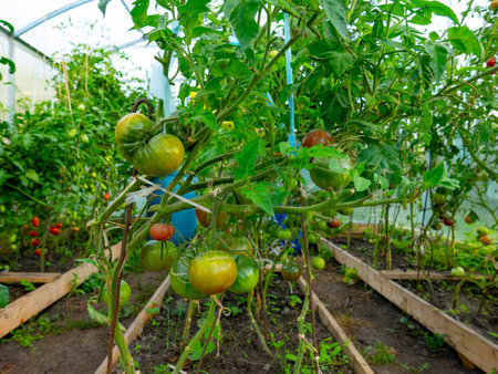 Beautiful ripe tomatoes grown in a greenhouse. Beautiful backgroundの写真素材
