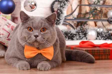 British Shorthair cat in bow-tie next to the fireplace and the christmas tree.の写真素材