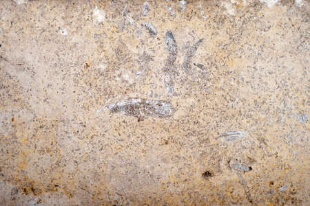 Textured background of the fossil. Ammonite. Huge fossilized shells of ancient molluskの写真素材