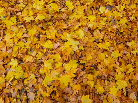 Red and orange autumn leaves background. outdoor.