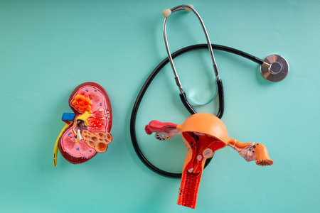 mockup kidney, model of female reproductive system and stethoscope lies on a blue backgroundの写真素材