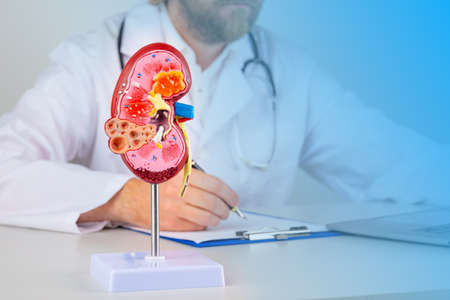 kidney mockup on work desk of doctorの写真素材