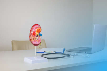 kidney mockup on work desk of doctor