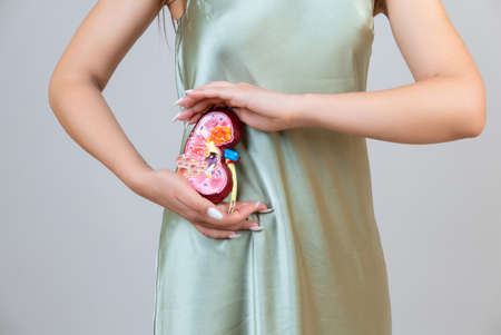 woman is holding mockup human kidney . Help and care concept. Help and care concept