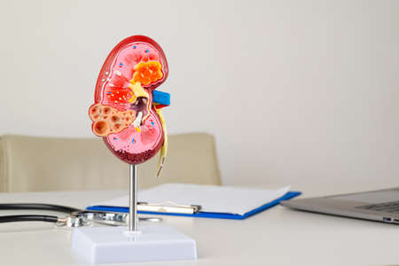 kidney mockup on work desk of doctorの写真素材