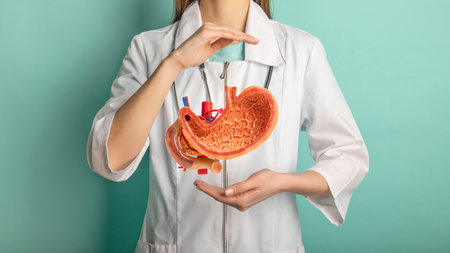 Female doctor with a stethoscope is holding mock stomach in the hands. Help and care conceptの写真素材