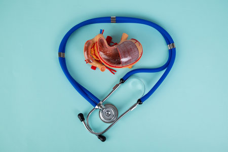 mockup stomach and stethoscope lies on a blue background