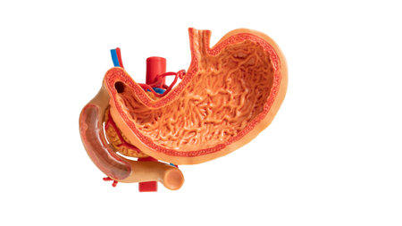 Photo of a mock stomach on a white background. For your design