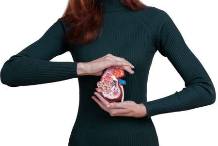 woman is holding mockup human kidney . Help and care concept. Help and care conceptの写真素材
