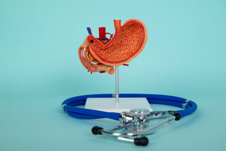 mockup stomach and stethoscope lies on a blue backgroundの写真素材
