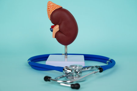 mockup kidney and stethoscope lies on a blue backgroundの写真素材