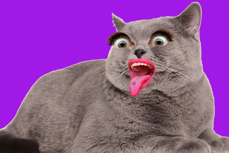 contemporary art collage. Surreal magazine template banner collage of cat freak and human stick tongue outの写真素材