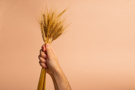 hand with spikelets of wheat on a beige backgroundの写真素材