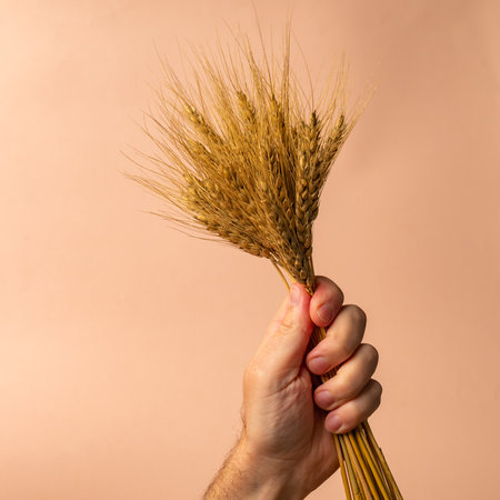 hand with spikelets of wheat on a beige backgroundの写真素材