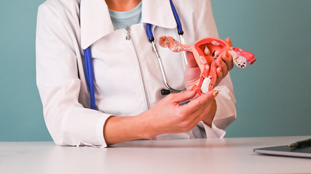 Woman gynecologist demonstrating female reproductive system model and hygienic tampon. Women healthcare and female hygiene concept.の写真素材