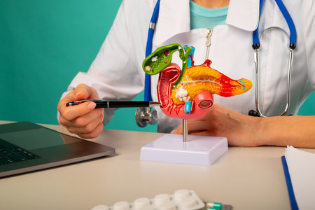 Doctor gynecologist showing pen on plastic model human pancreas closeupの写真素材