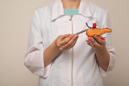 Doctor showing pen on plastic model human pancreas closeup