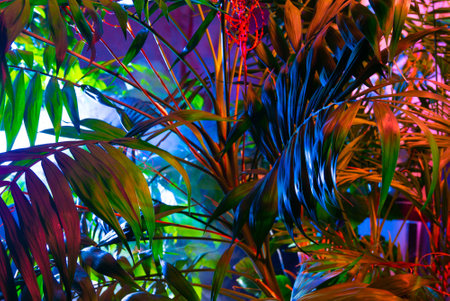 Creative fluorescent color layout made of tropical leaves. Flat lay neon colors. Nature concept.の写真素材