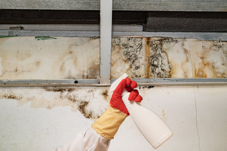 Human found mold on wall, in your residential building after renovation. a hand in a bathrobe and a protective glove holds a spray gun with an anti-mold agent. big mold on the wallの写真素材