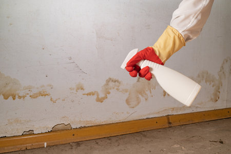 Human found mold on wall, in your residential building after renovation. a hand in a bathrobe and a protective glove holds a spray gun with an anti-mold agent. big mold on the wallの写真素材