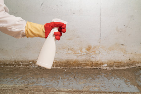 Human found mold on wall, in your residential building after renovation. a hand in a bathrobe and a protective glove holds a spray gun with an anti-mold agent. big mold on the wallの写真素材