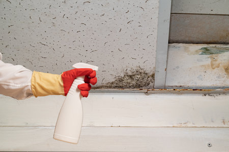 Human found mold on wall, in your residential building after renovation. a hand in a bathrobe and a protective glove holds a spray gun with an anti-mold agent. big mold on the wallの写真素材