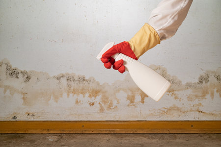 Human found mold on wall, in your residential building after renovation. a hand in a bathrobe and a protective glove holds a spray gun with an anti-mold agent. big mold on the wallの写真素材