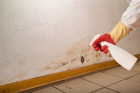 Human found mold on wall, in your residential building after renovation. a hand in a bathrobe and a protective glove holds a spray gun with an anti-mold agent. big mold on the wallの写真素材