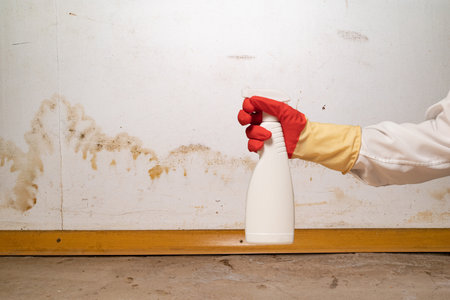 Human found mold on wall, in your residential building after renovation. a hand in a bathrobe and a protective glove holds a spray gun with an anti-mold agent. big mold on the wallの写真素材